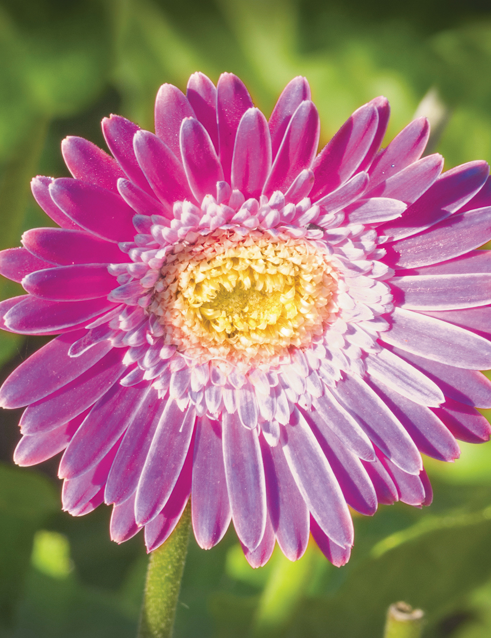 Garvinea Gerberas 'Sweet Surprise'