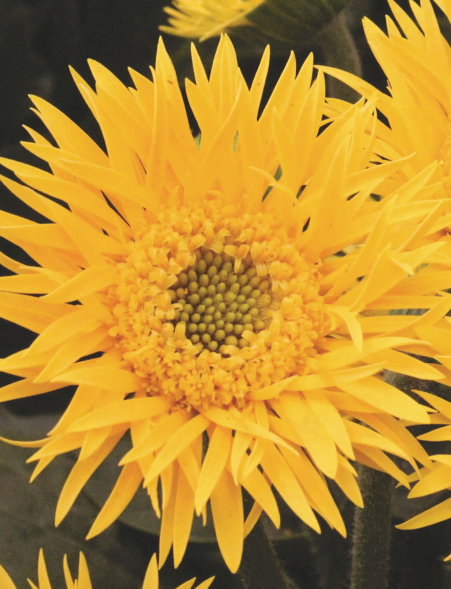 Gerbera Garvinea Spider Charlotte