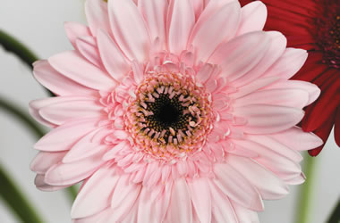 (1B) Gerbera Prima Ballerina