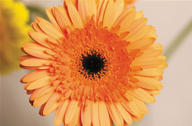 Gerbera Coral Reef