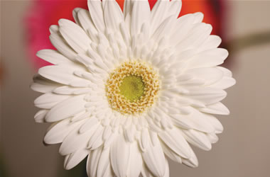 Gerbera White Duck