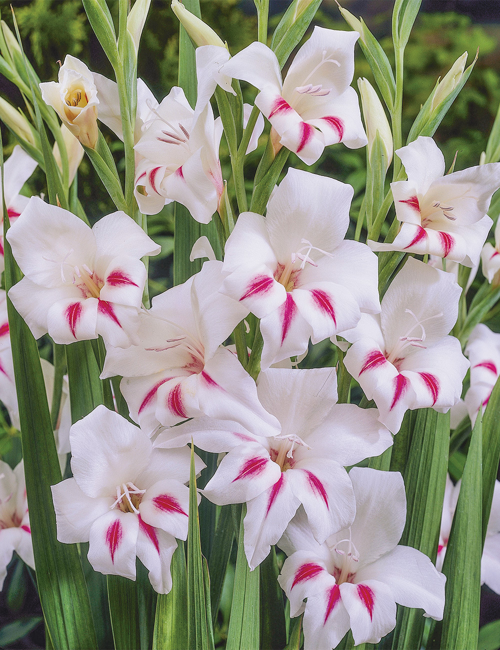 Cottage Gladioli 'Blushing Bride'