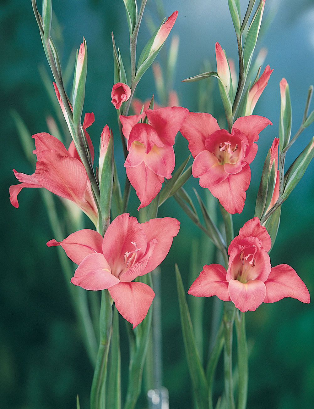 Cottage Gladioli Charming Beauty