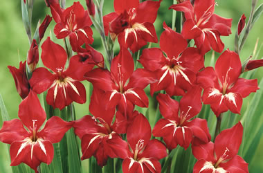 Cottage Gladioli Claudia