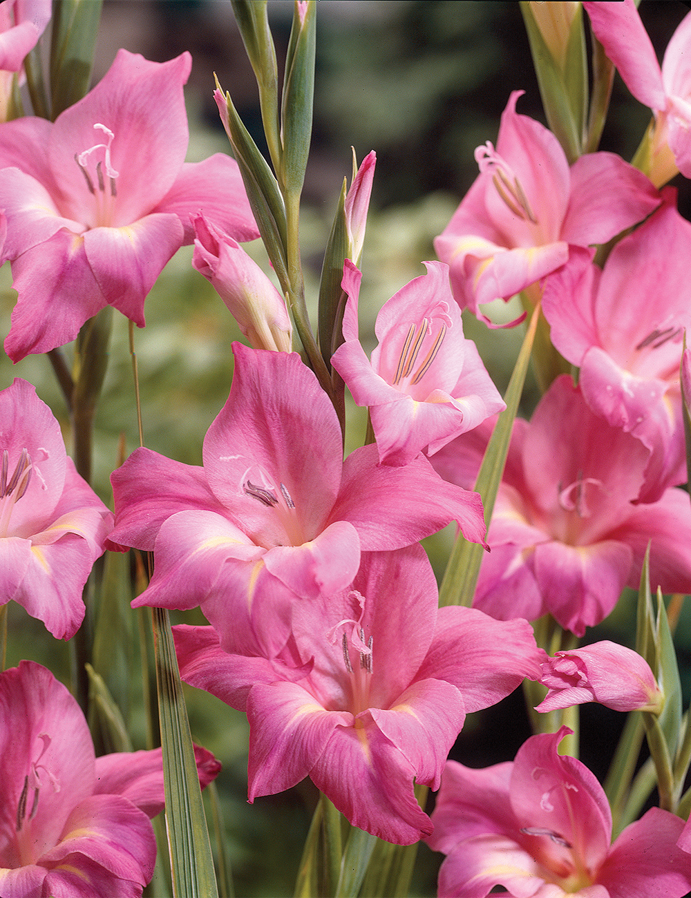 Cottage Gladioli Charm