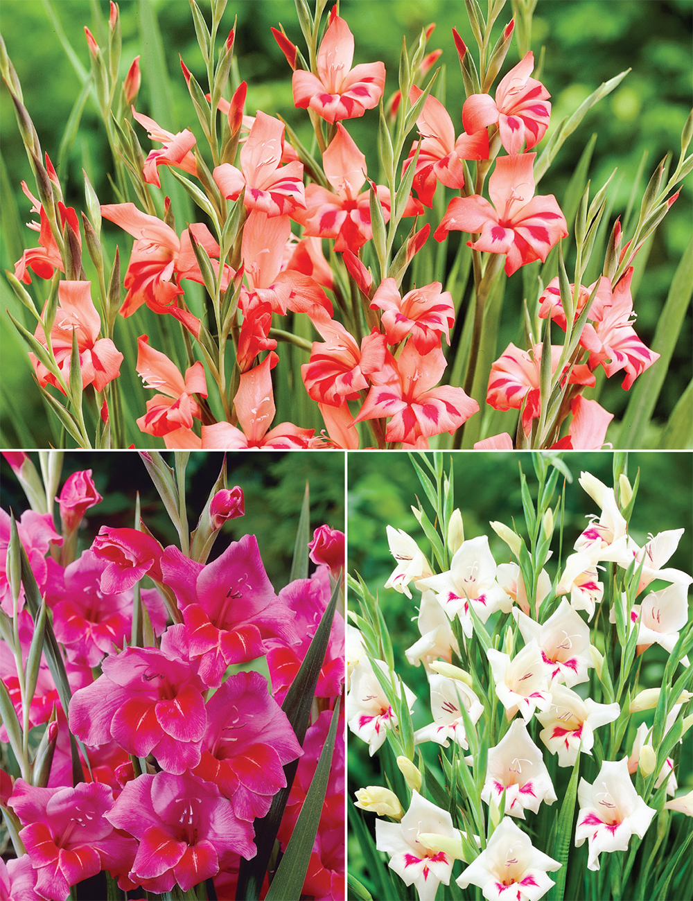 Cottage Gladioli (reduced) Collection