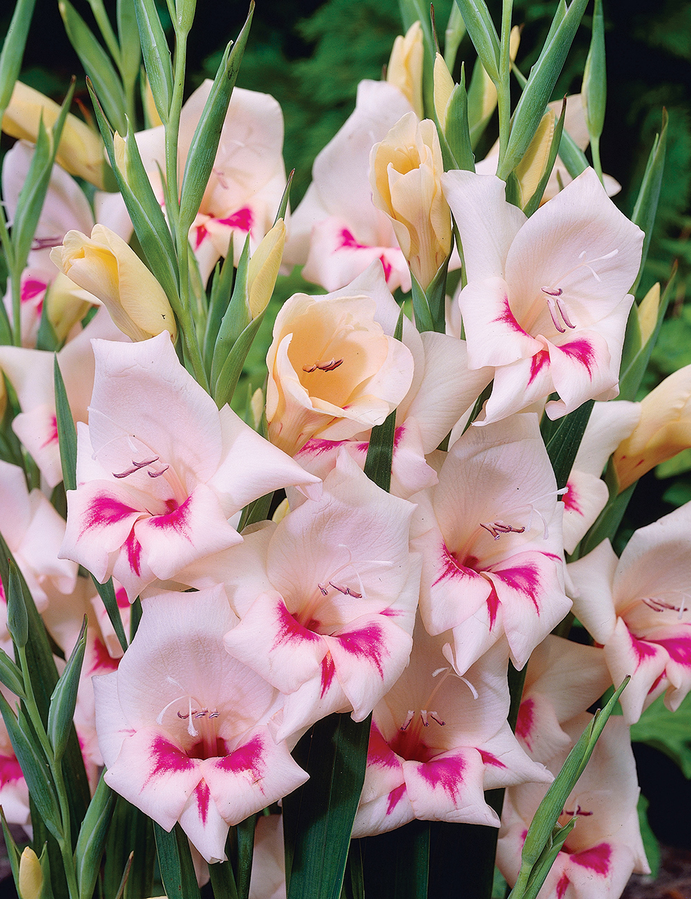 Cottage Gladioli Carine