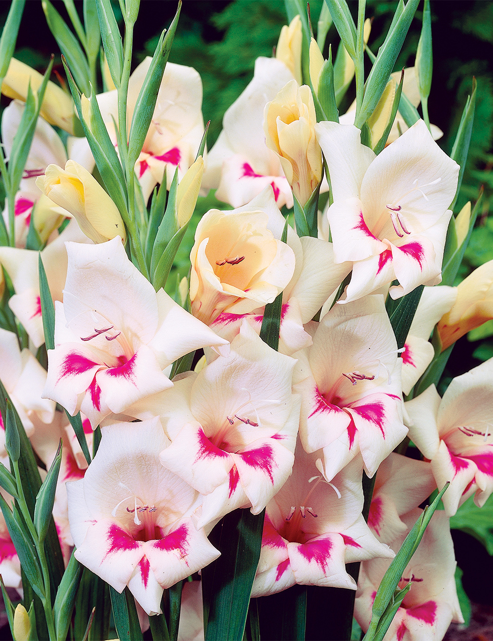 Cottage Gladioli 'Carine'