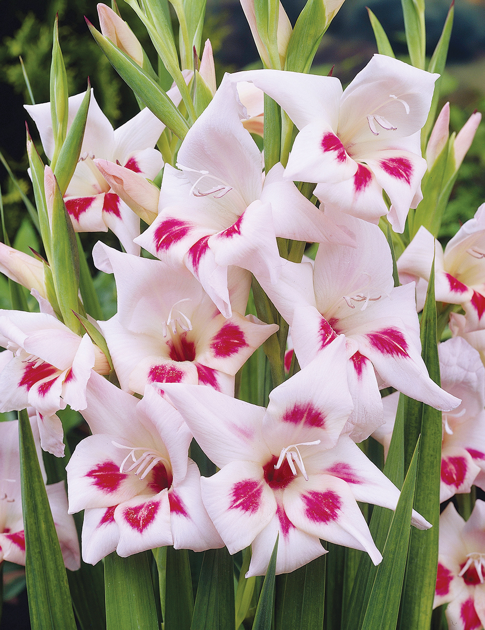 Cottage Gladioli 'Elvira'