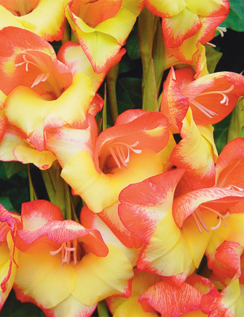 Cottage Gladioli 'Las Vegas'