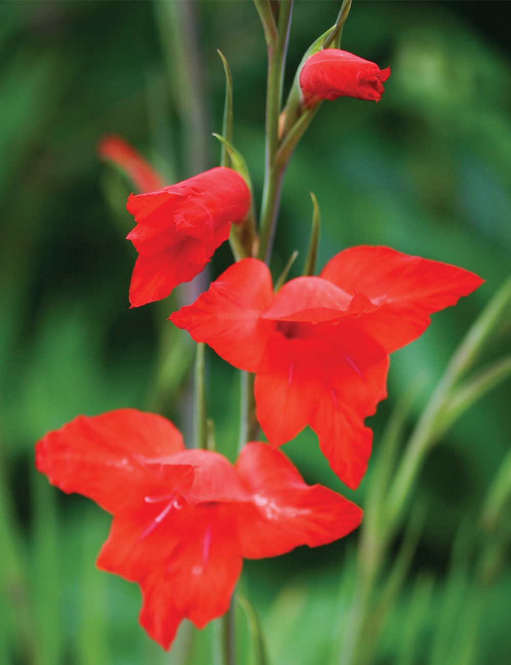 Cottage Gladioli 'Mirella'