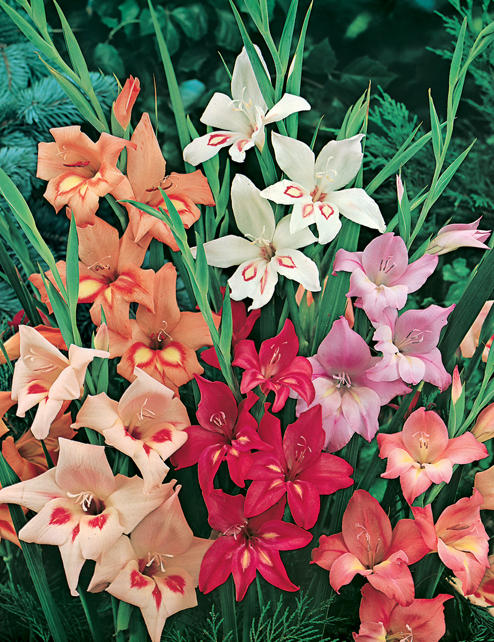 Cottage Gladioli Mixed