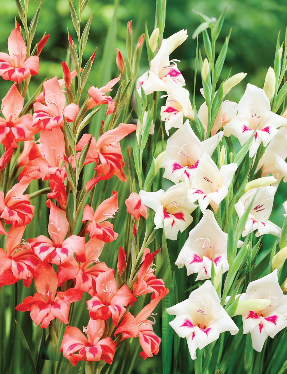 Cottage Gladioli Blend Tesselaar