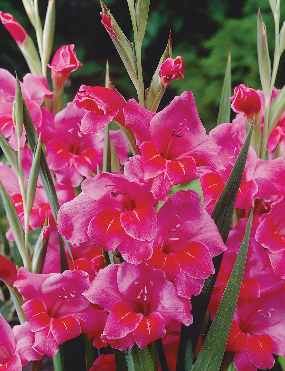 Cottage Gladioli 'Oriental Lady'