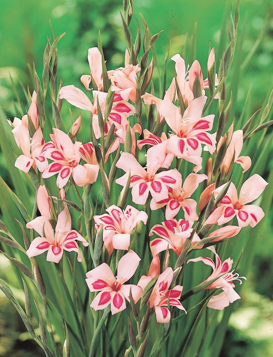 Cottage Gladioli Roseus