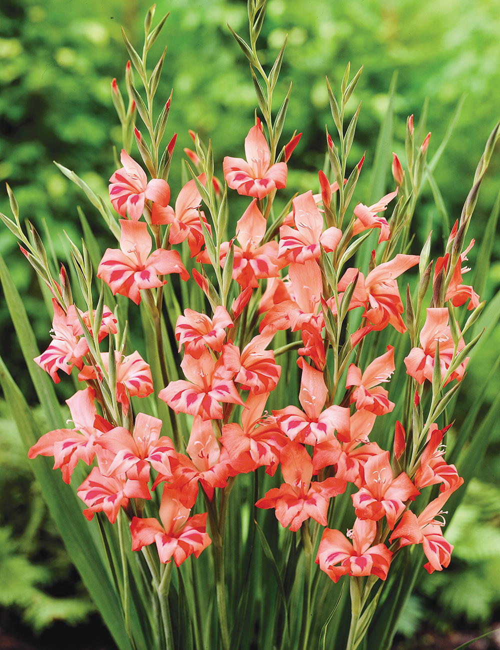 Cottage Gladioli Salmoneus