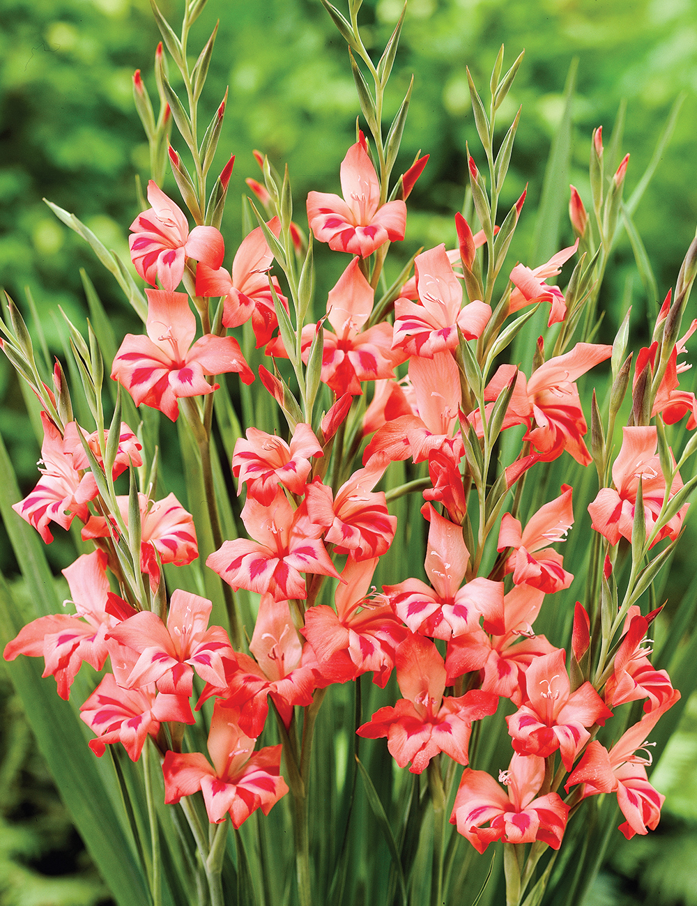 Cottage Gladioli 'Salmoneus'