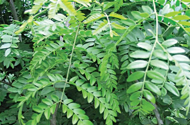 Gleditsia Honey Locust