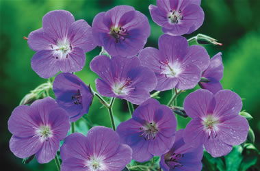 Geranium Bill Wallis