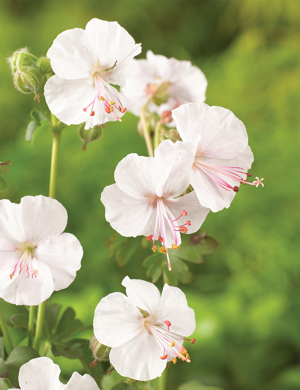 Geranium 'Biokovo'