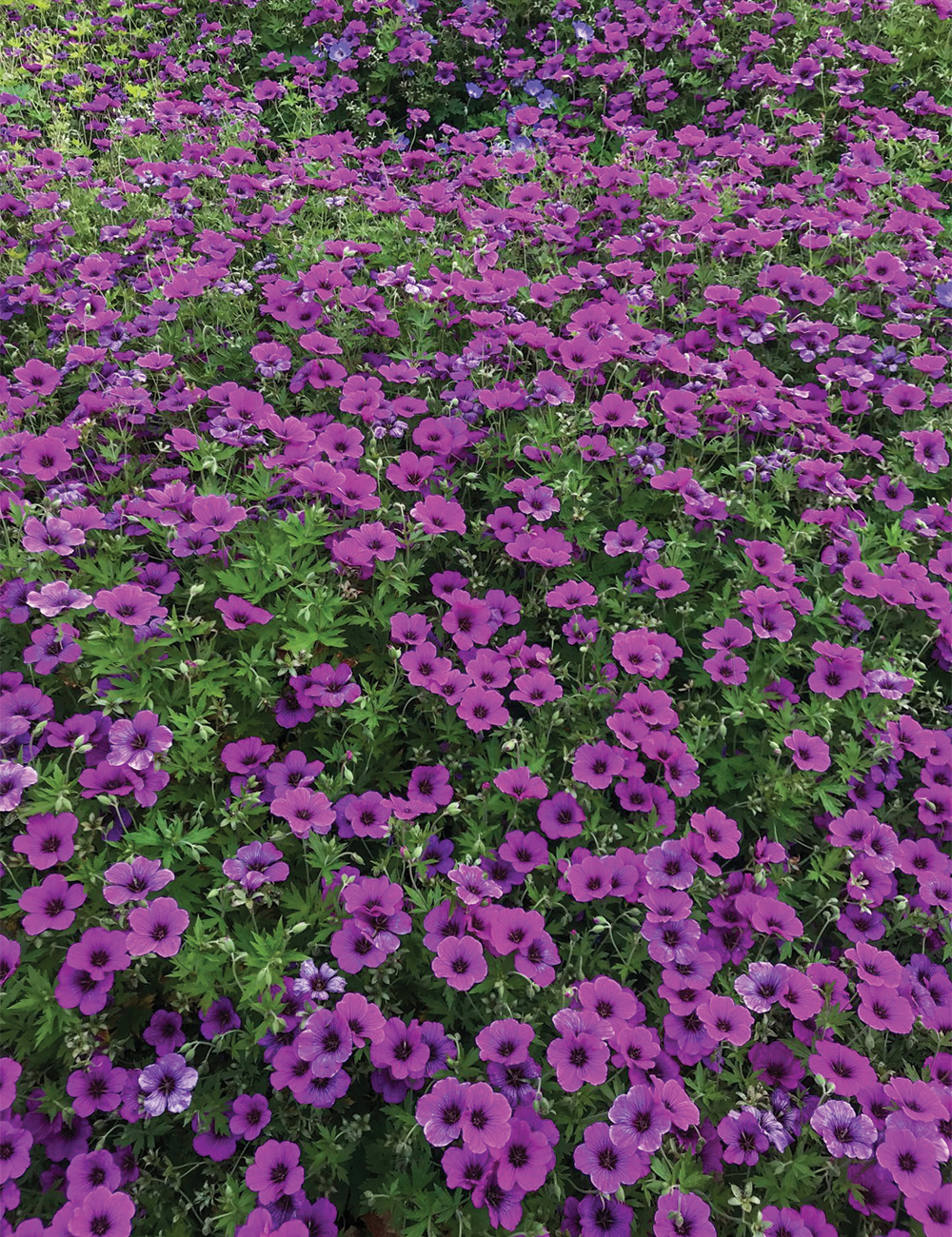 Perennial Geranium 'J.S. Matu Vu'