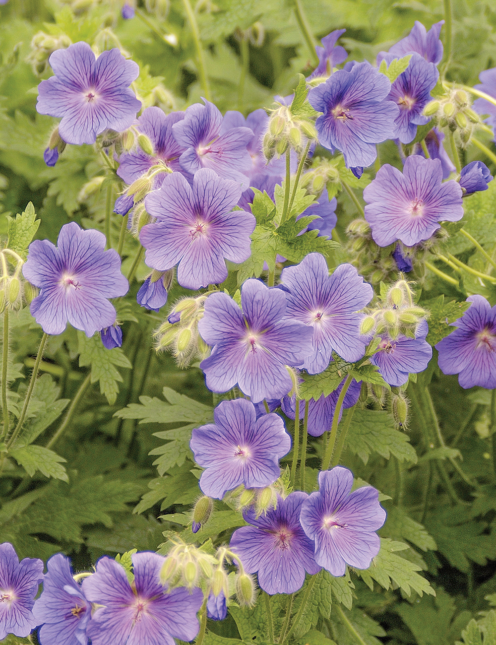 Geranium Annette