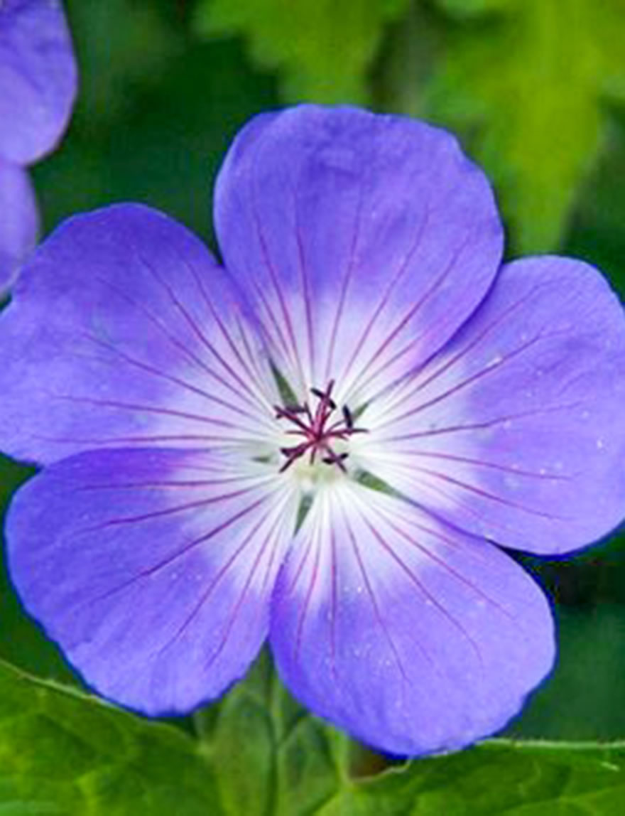 Geranium Jolly Bee