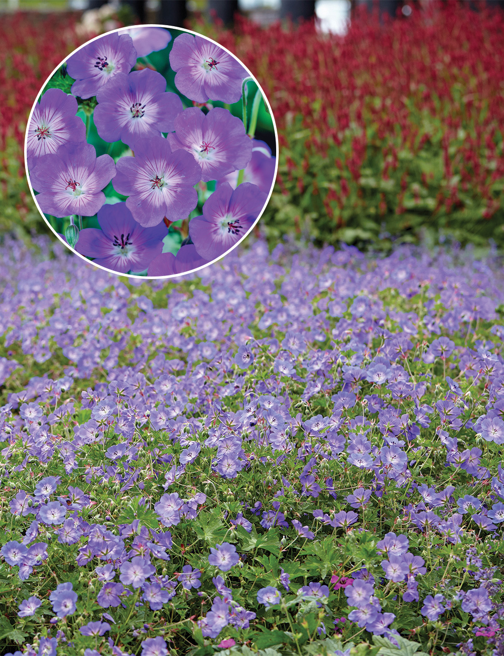 Geranium 'Rozanne'