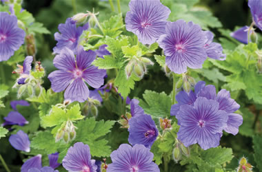 Iberian Geranium