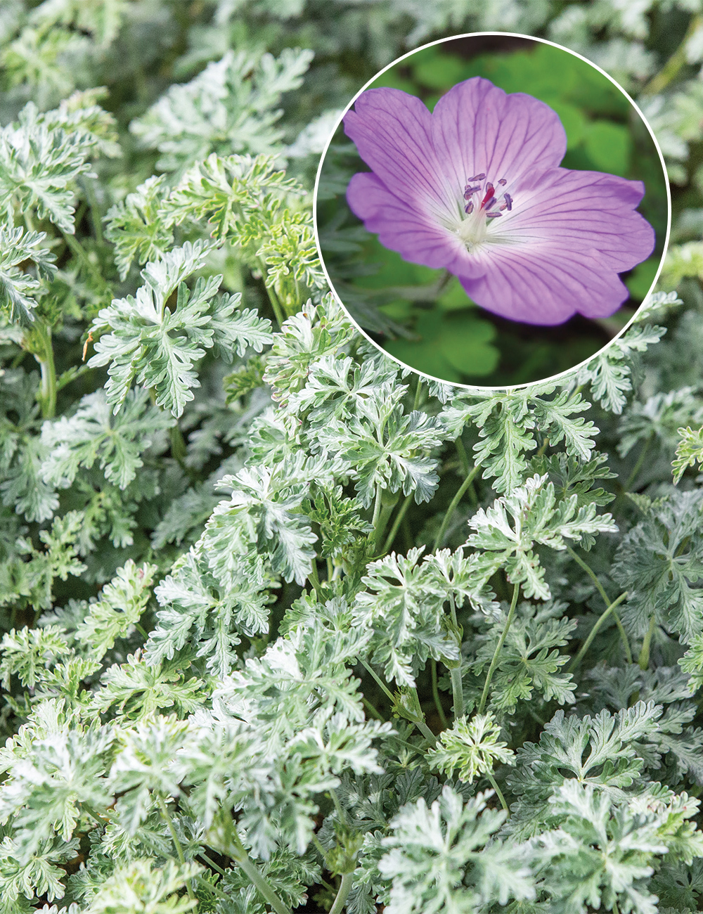 Geranium 'Silver Cloak'