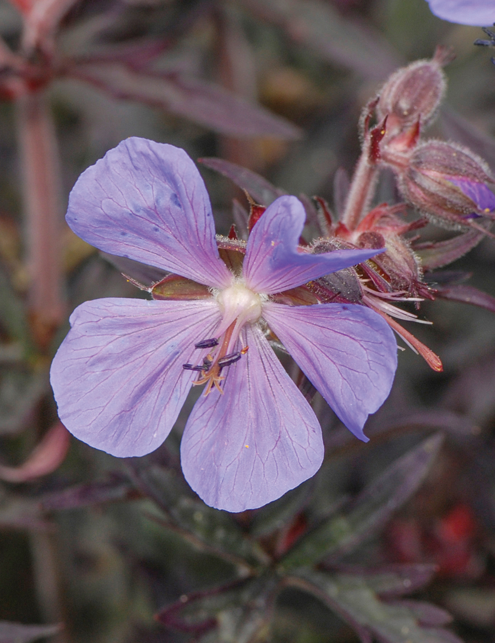 Geranium Midnight Reiter