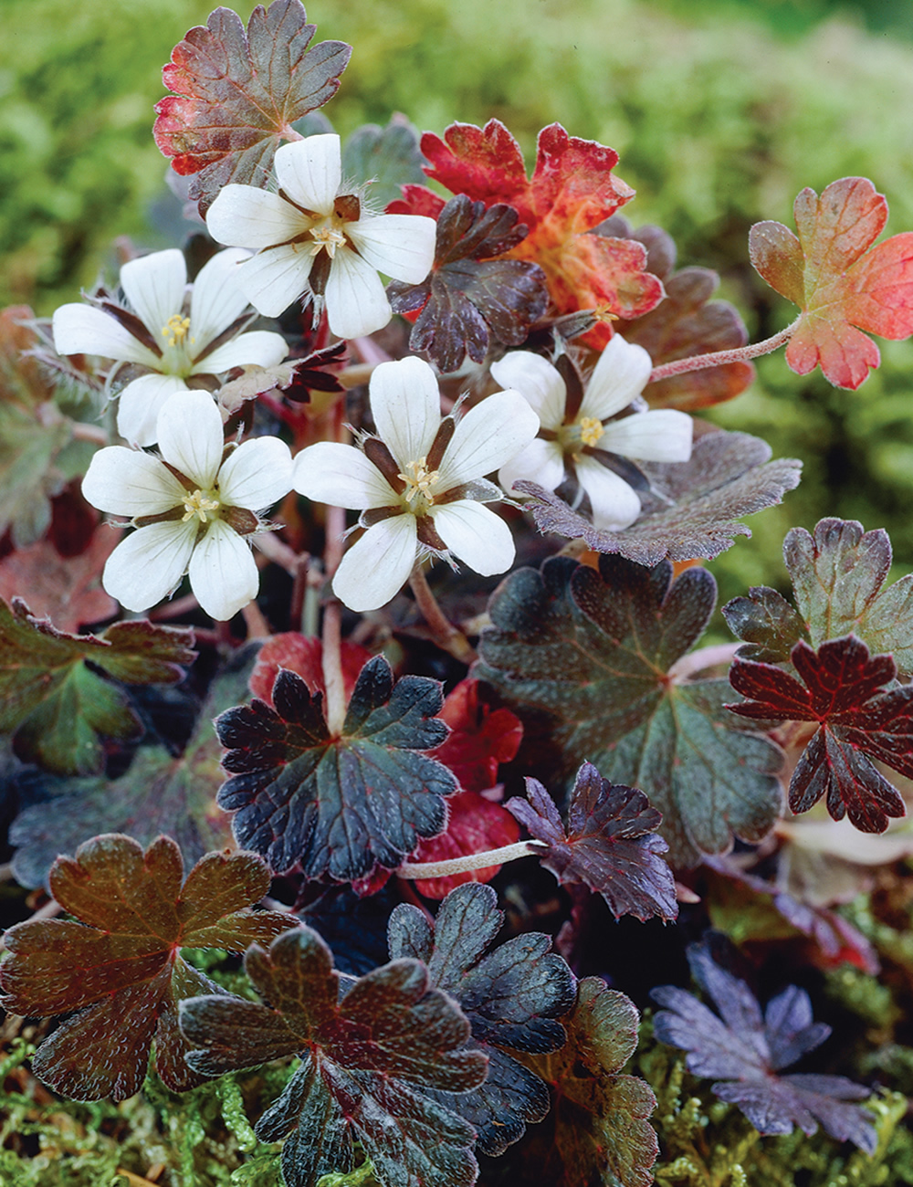 Geranium Nigricans