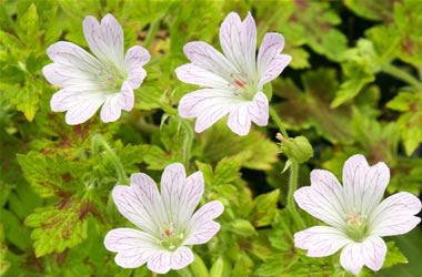 Geranium Katherine Adele