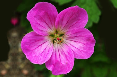 Geranium Mavis Simpson