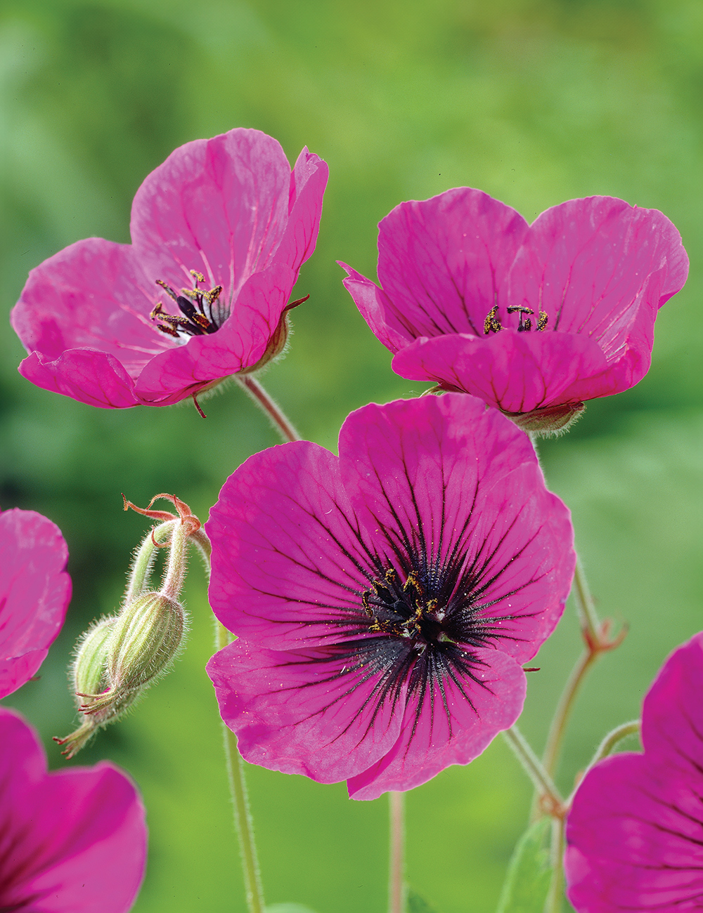 Perennial Geranium 'Anne Thomson'