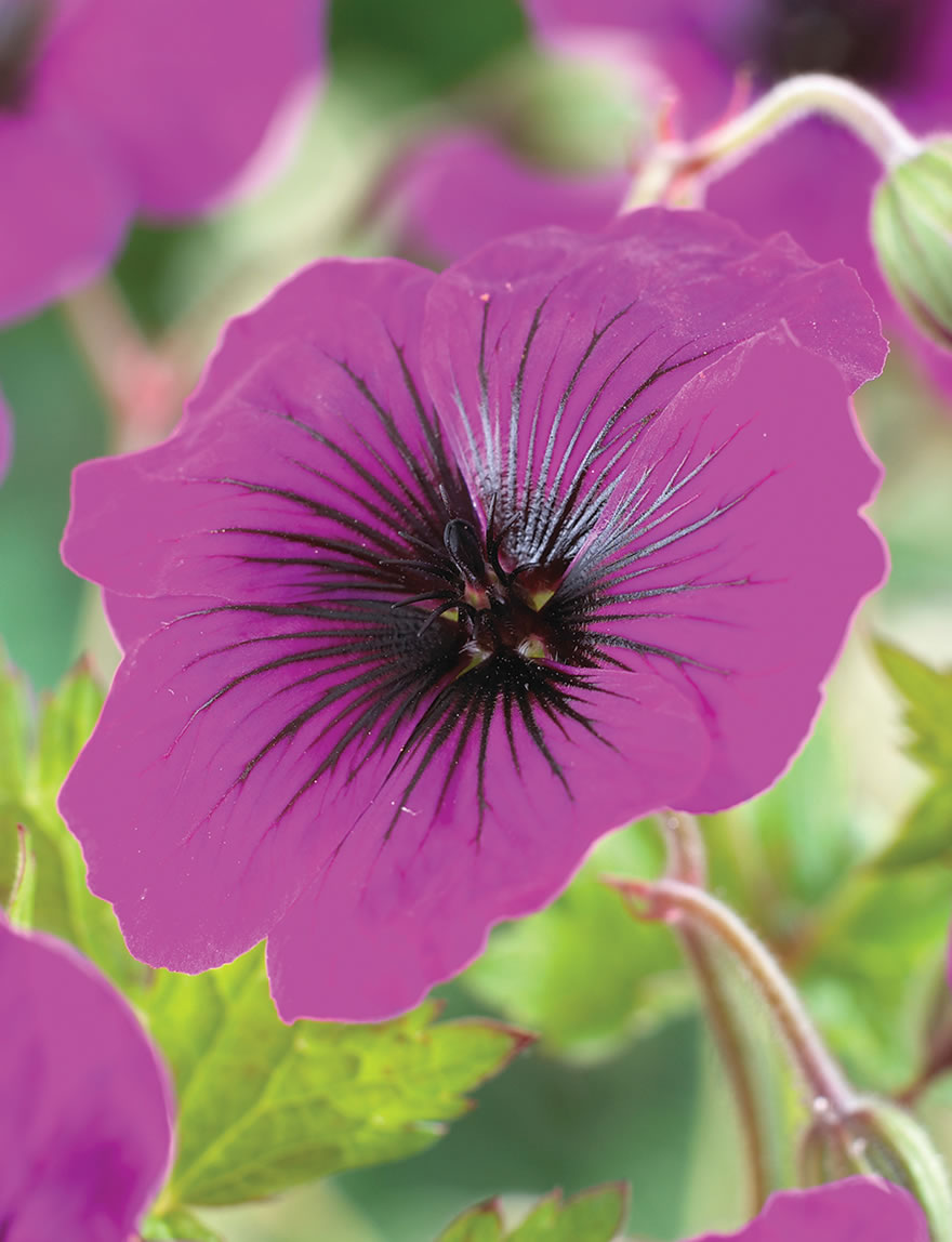 Geranium Dragon Heart