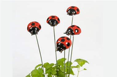 Ladybirds on Sticks