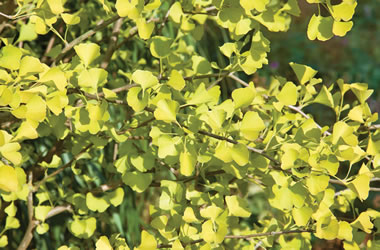 Ginkgo Seedlings