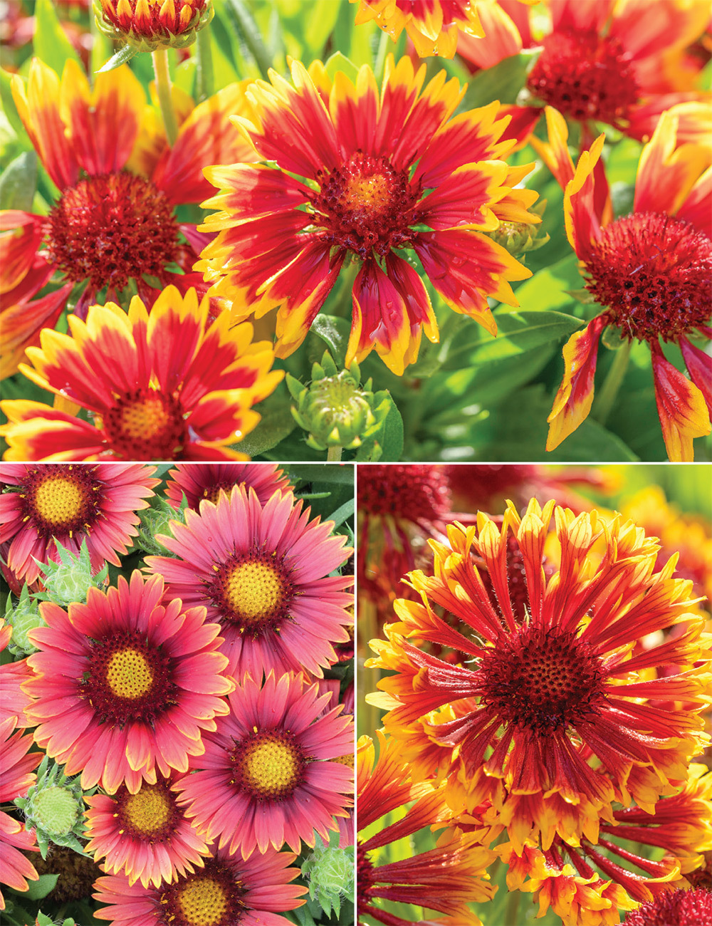 Gaillardia SpinTop Collection