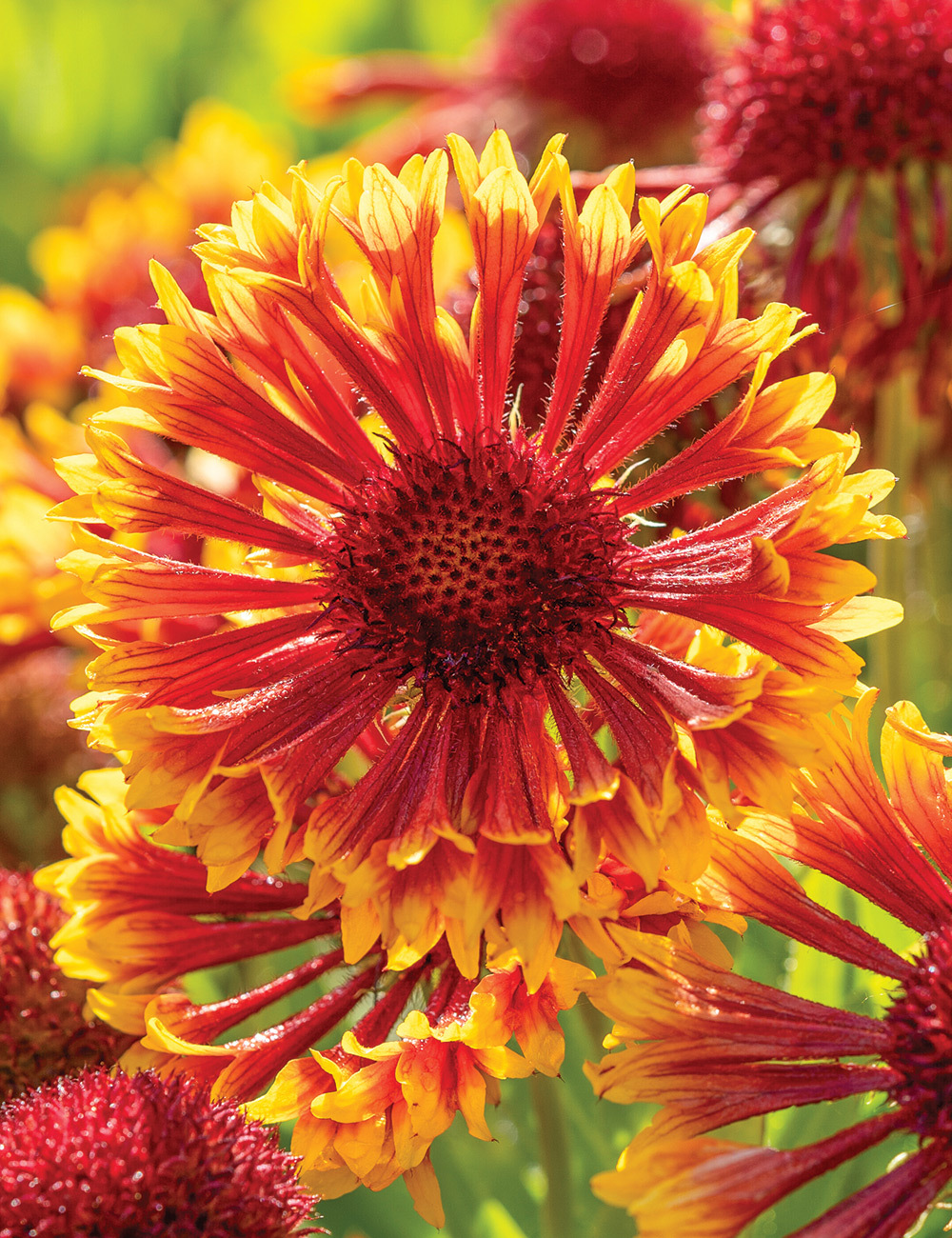 Gaillardia SpinTop 'Mariachi Copper Sun'