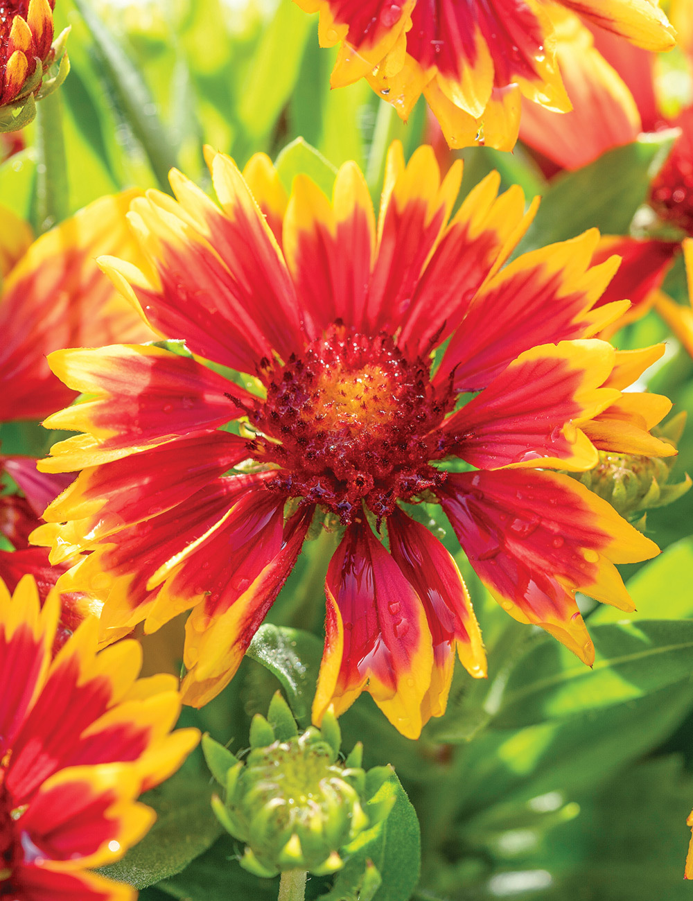 Gaillardia SpinTop 'Orange Halo'