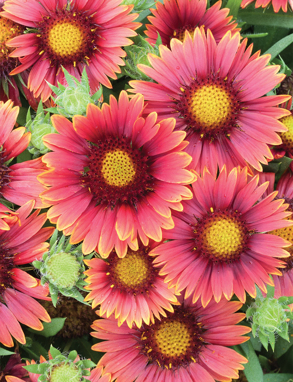 Gaillardia SpinTop 'Yellow Touch'