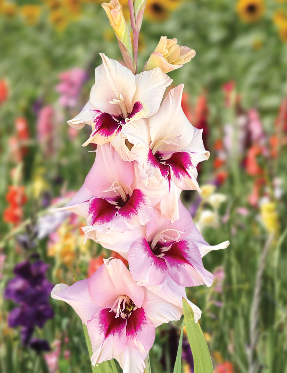 Gladioli 'Amber Mystique'