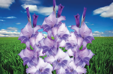 (9C) Gladioli Blue Sky