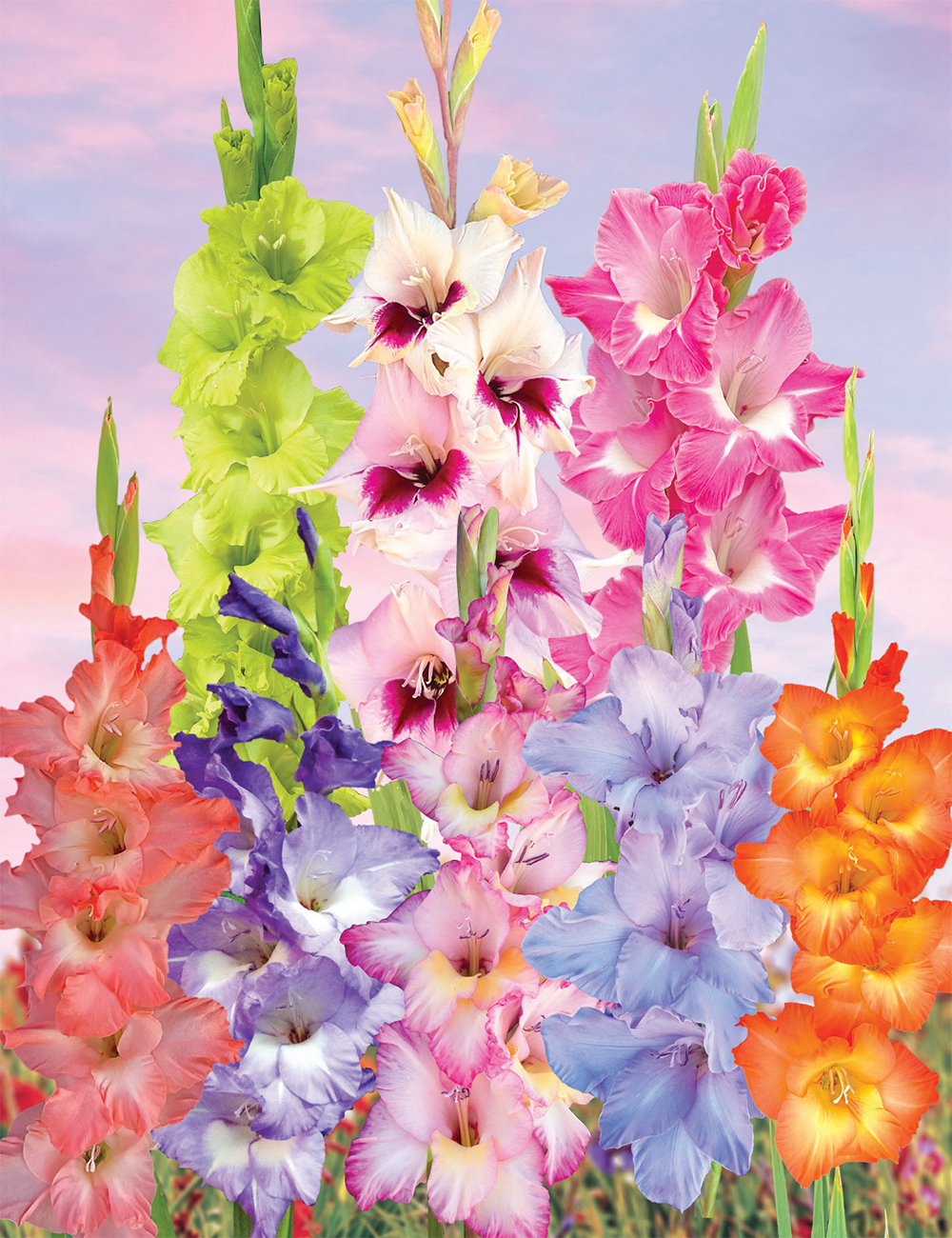 Gladioli - Dame Edna's Delights (reduced) Collection