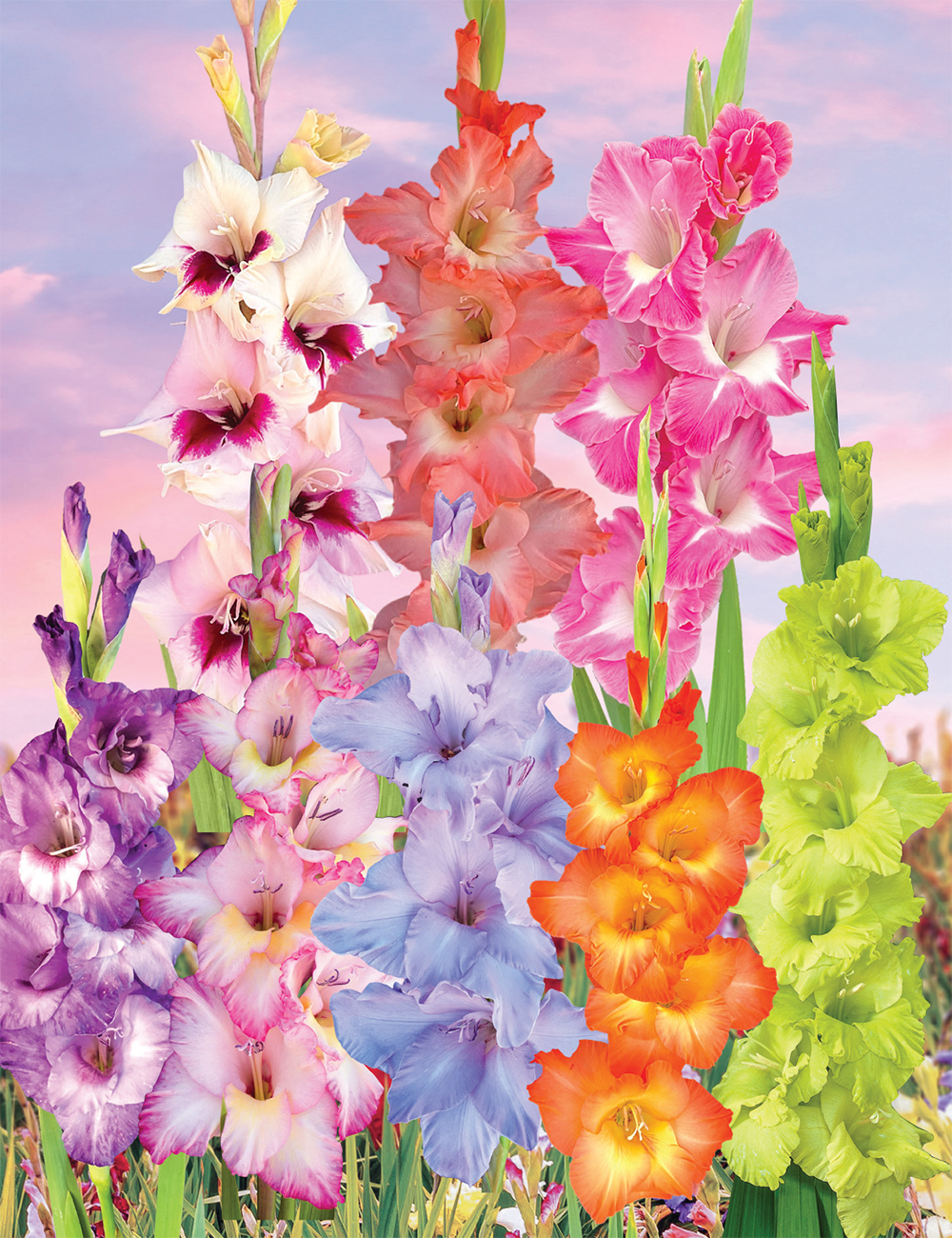 Gladioli - Dame Edna's Delights (reduced) Collection