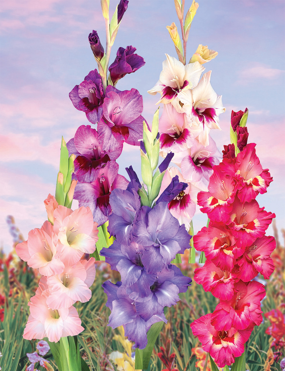 Tall Gladiolus (reduced) Collection