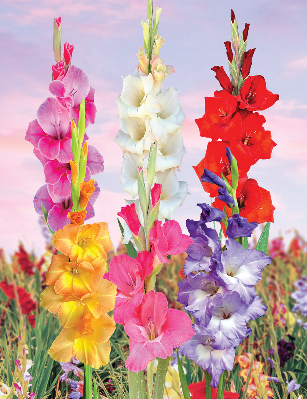 Tall Gladiolus (reduced) Collection