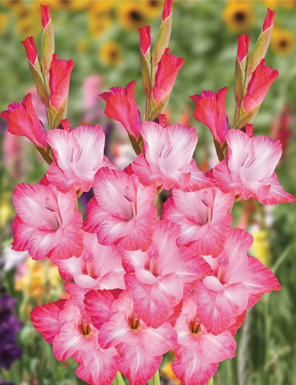 Gladioli Cantate