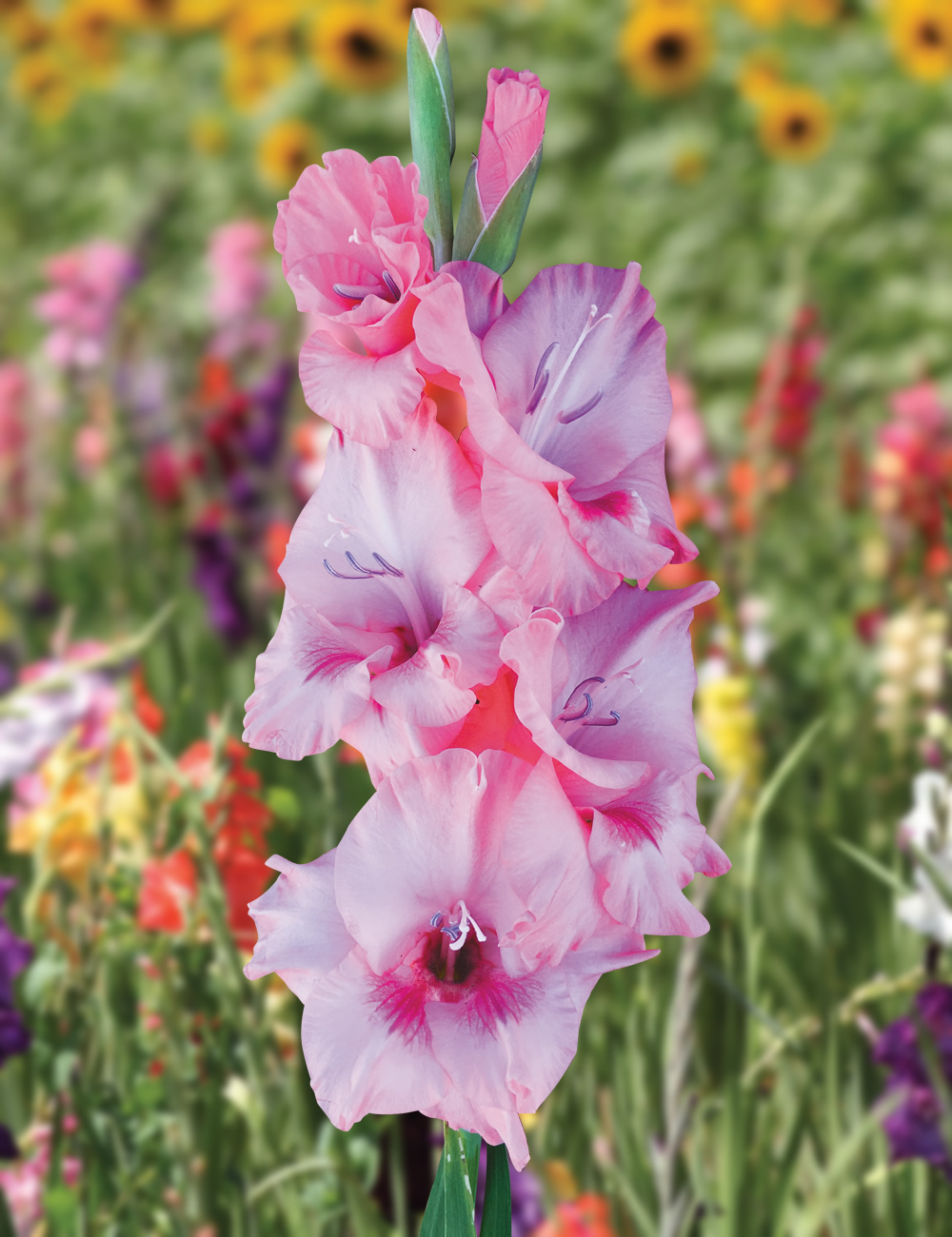 Gladioli Captiva